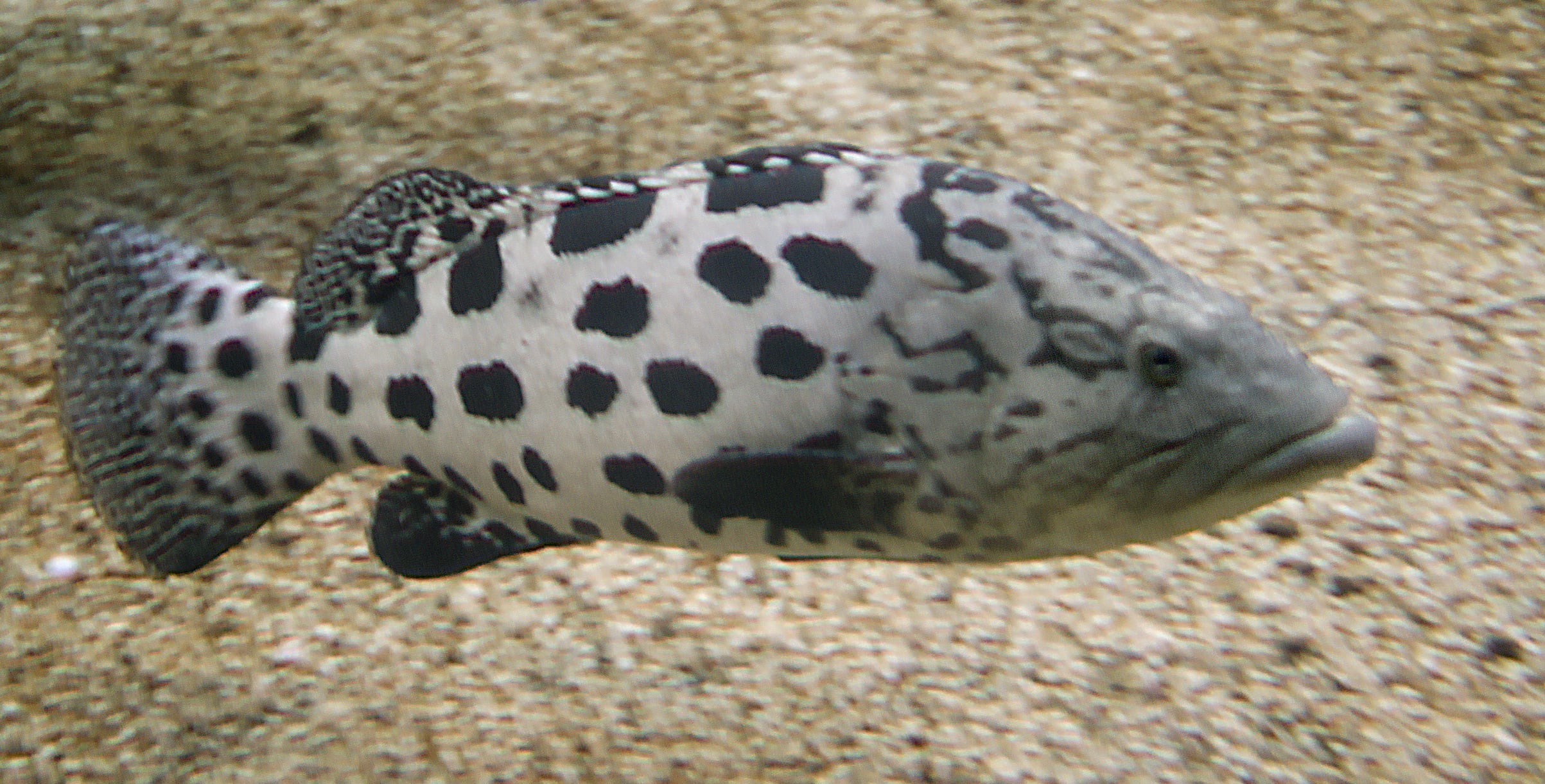 Potato grouper