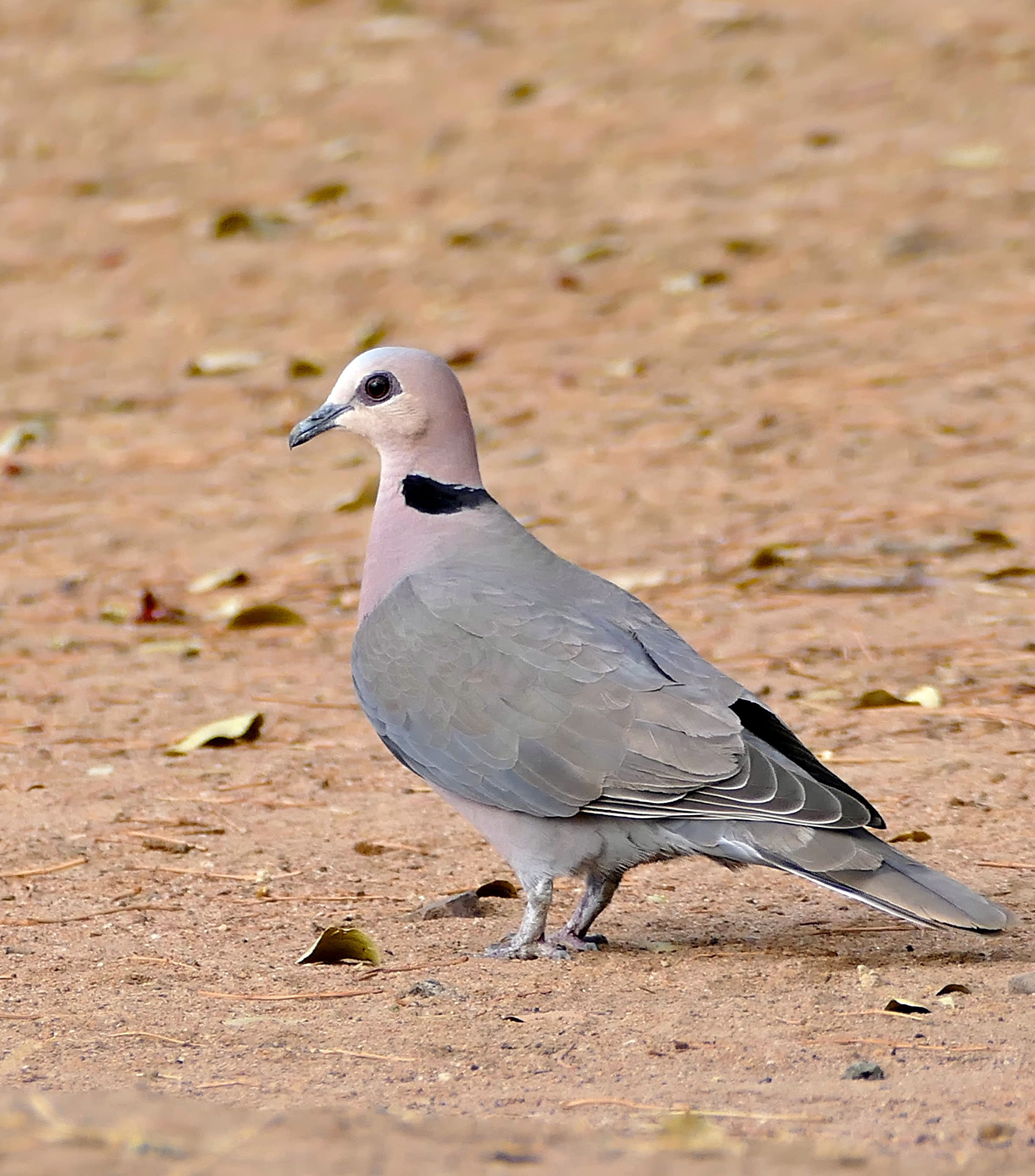 Red-eyed dove
