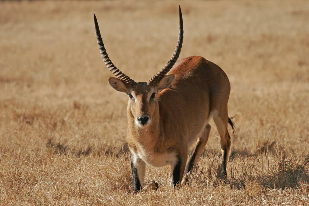Red lechwe