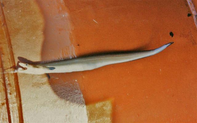 Red pike conger