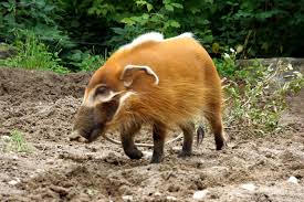 Red River hog