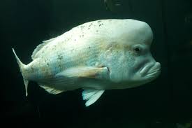 Red stumpnose seabream