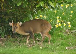 Reeves' muntjac