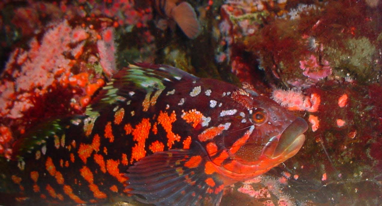 Rock greenling