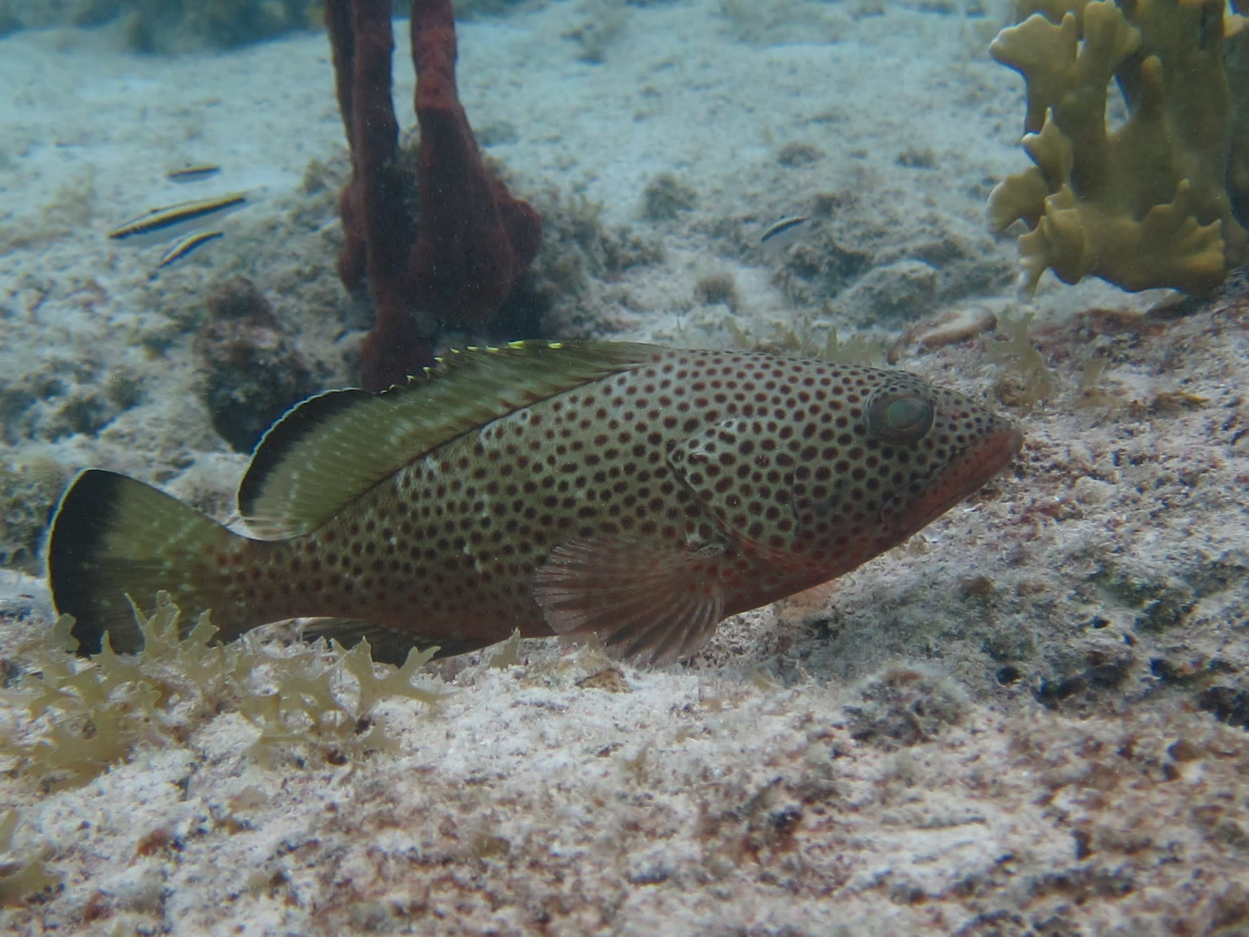 Red hind