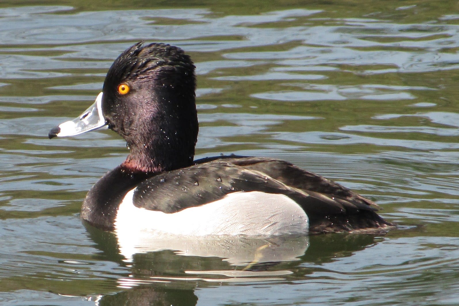Ring-Necked duck