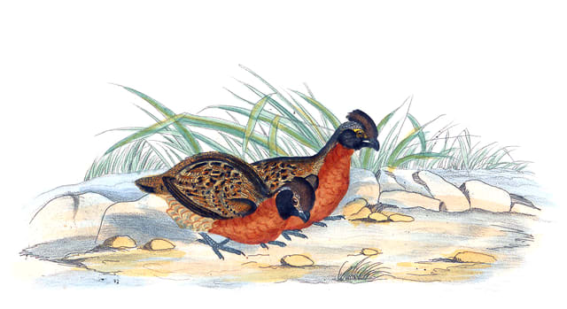 Rofous-breasted wood quail