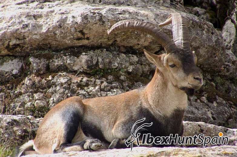 Ronda ibex