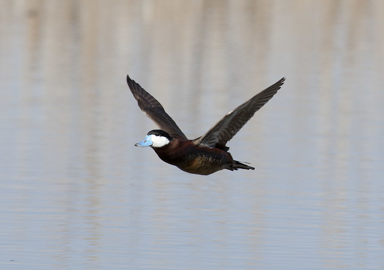 Ruddy duck
