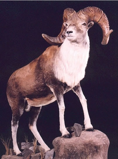 Sair argali