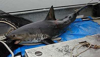 Salmon shark