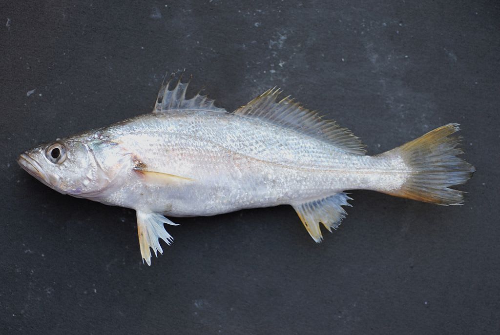 Sand seatrout