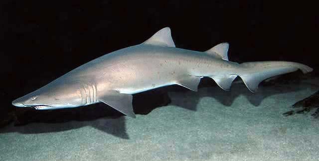 Sand tiger shark