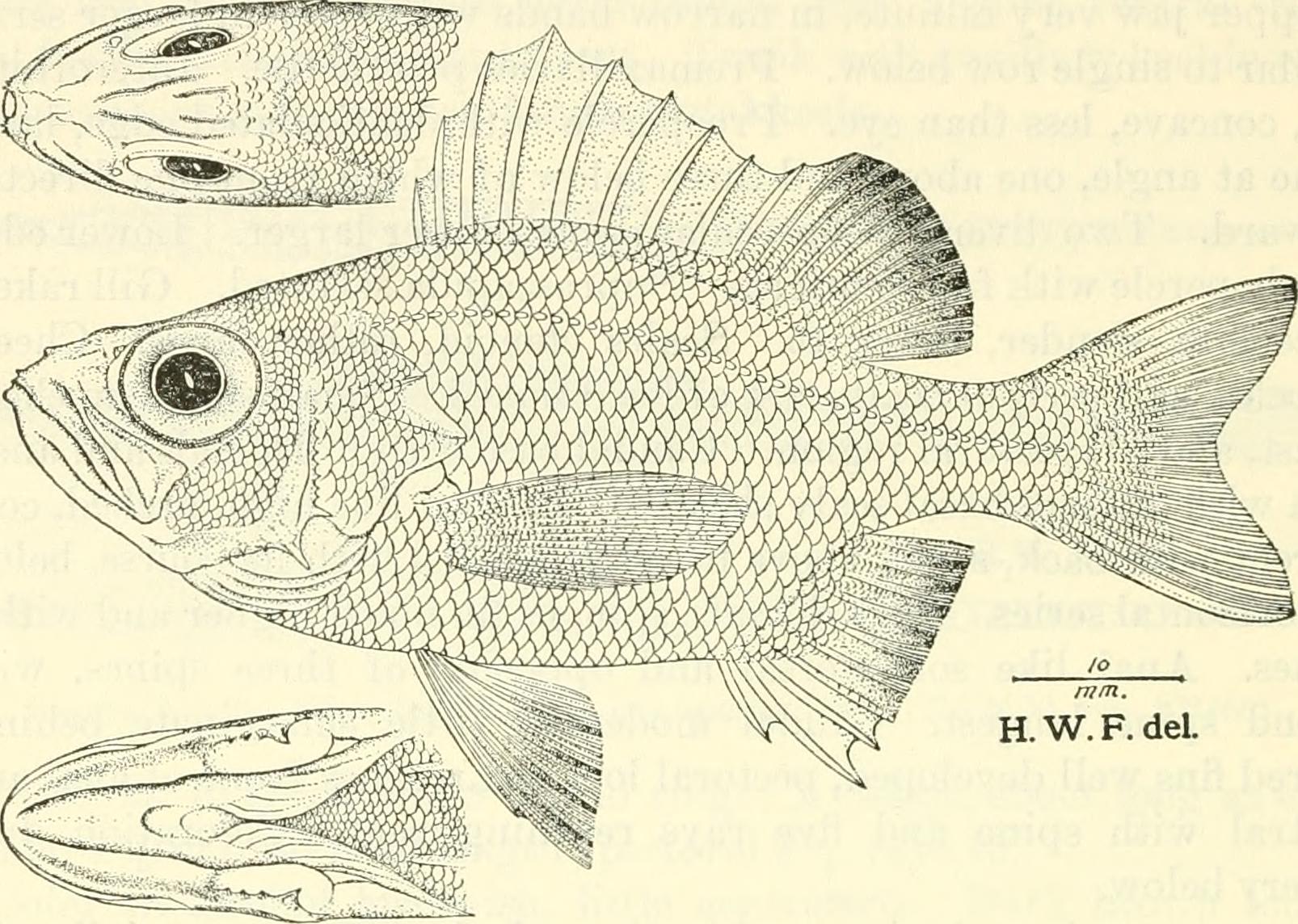 Rosy seabass