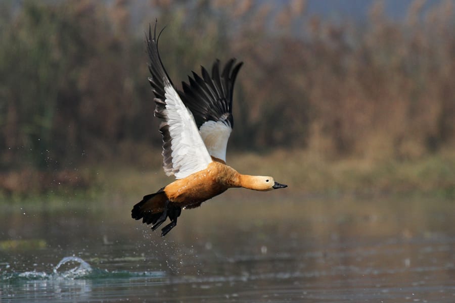 Ruddy shelduck