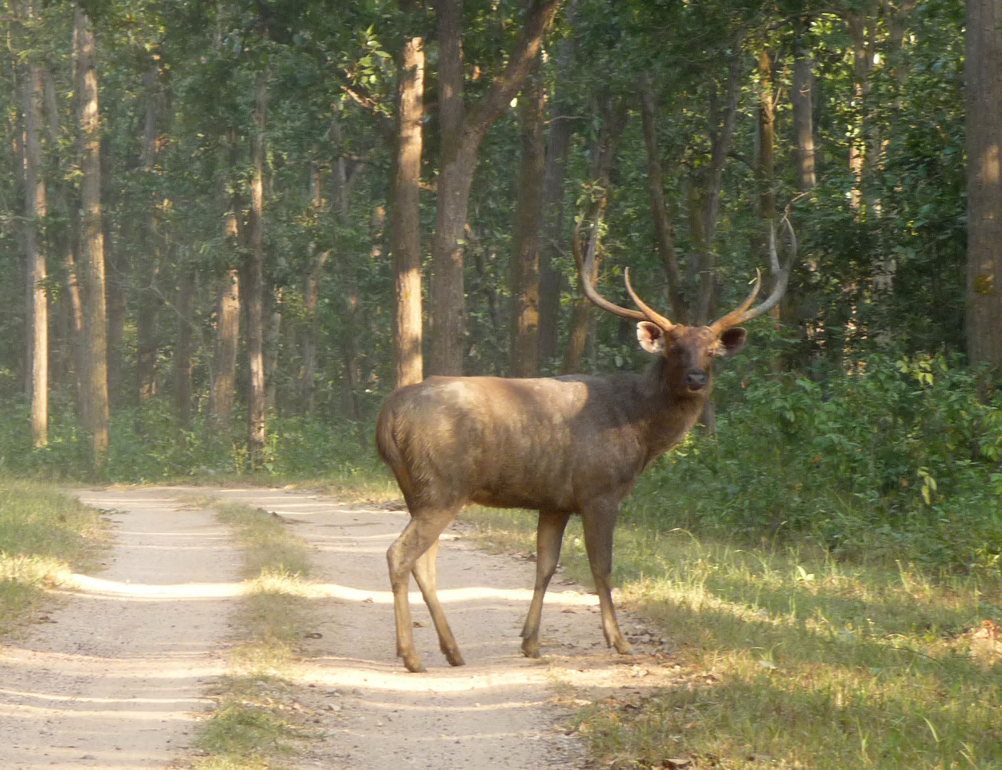 Sambar