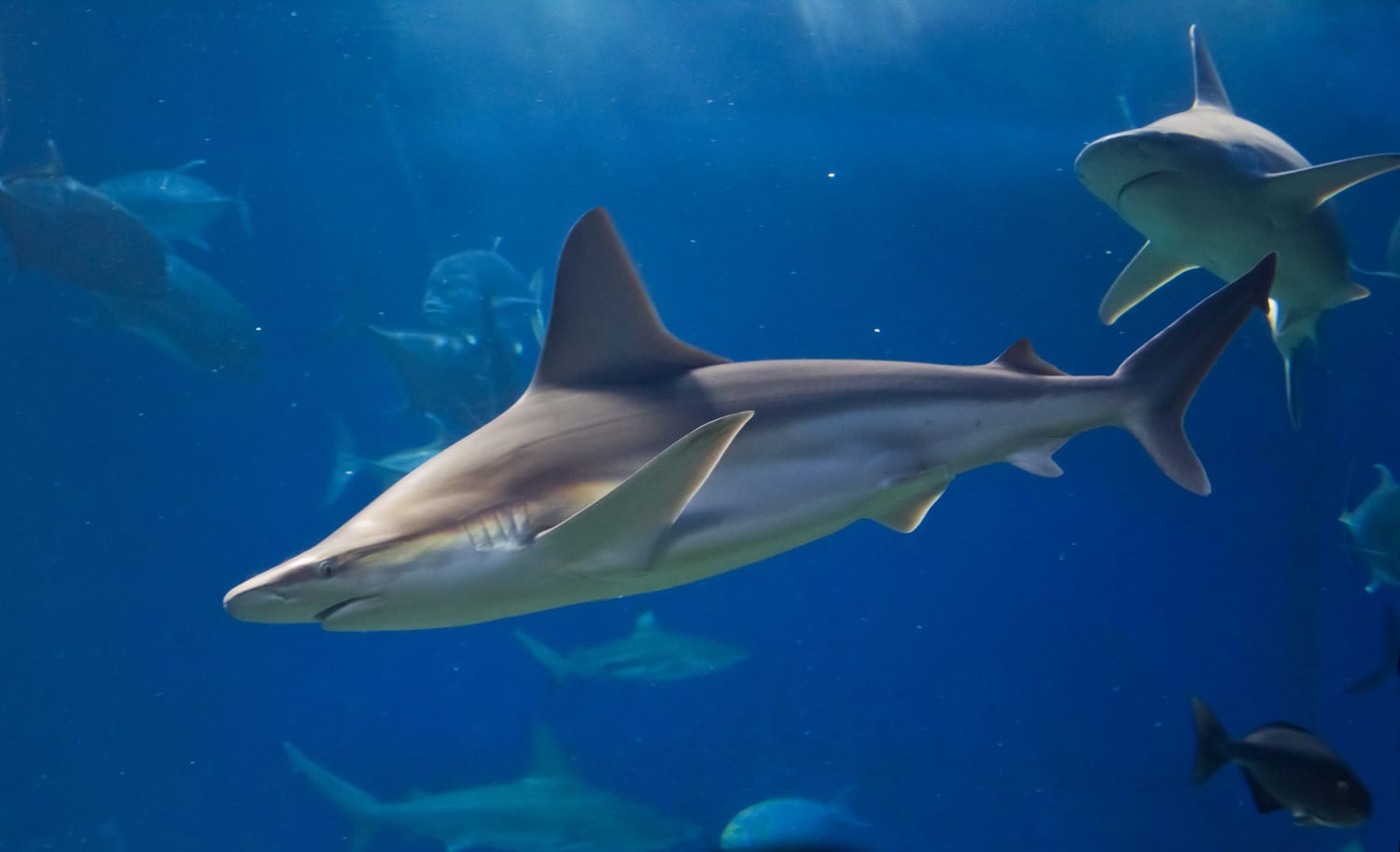 Sandbar shark