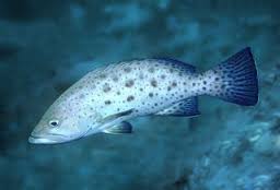 Sawtail grouper