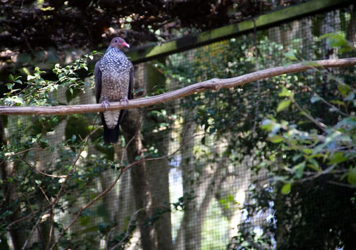 Scaled pigeon