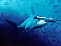 Scalloped hammerhead shark