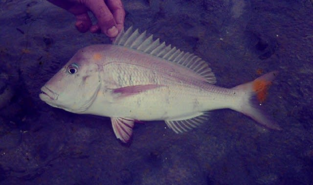 Scotsman seabream