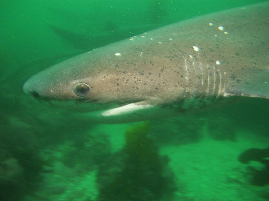 Sevengill shark