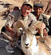 Severtzov argali
