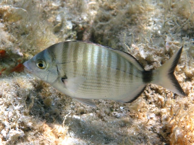 Sharpsnout seabream