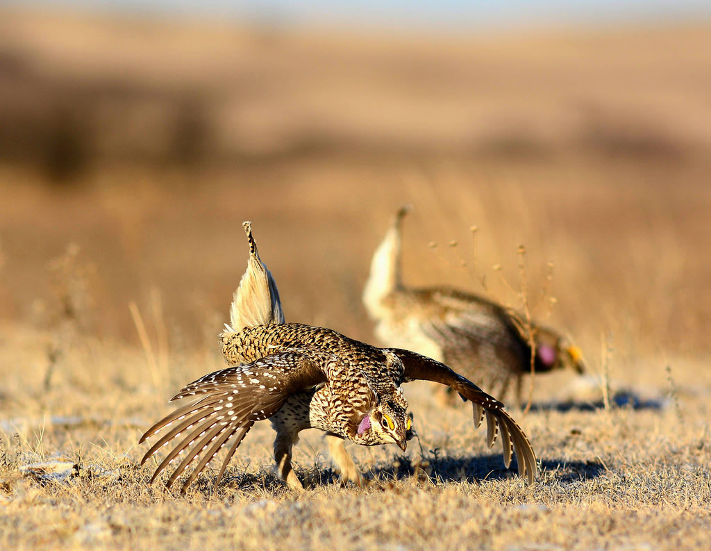 Sharp-tailed grouse