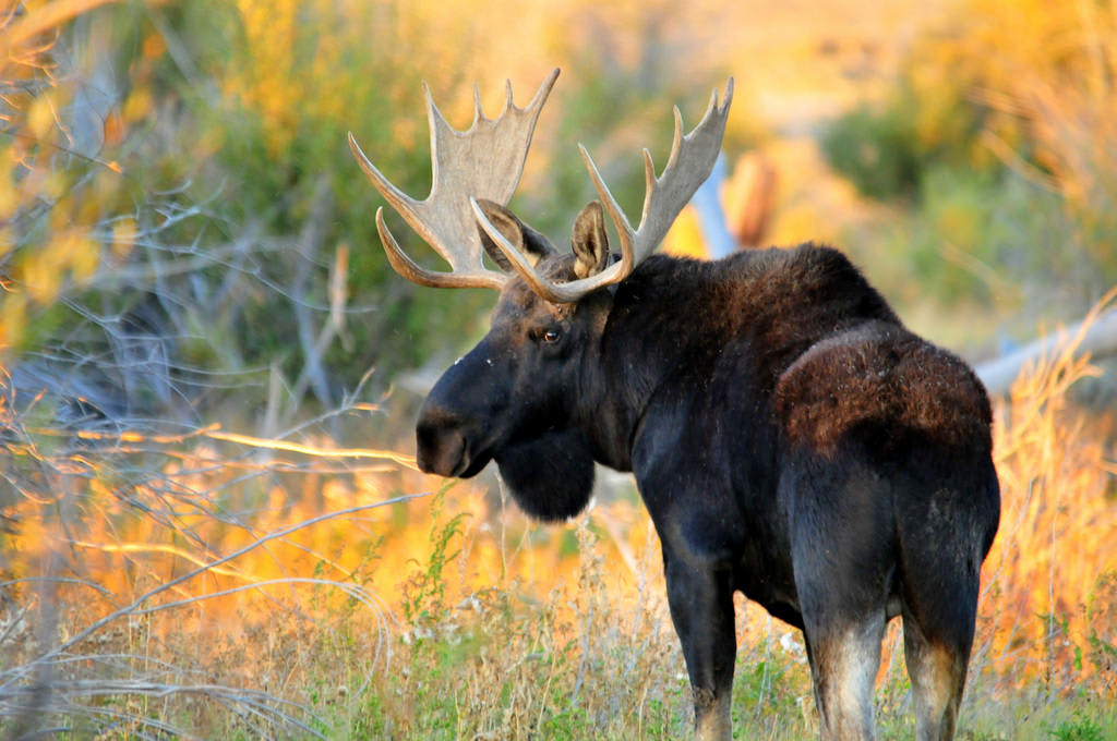 Shiras moose