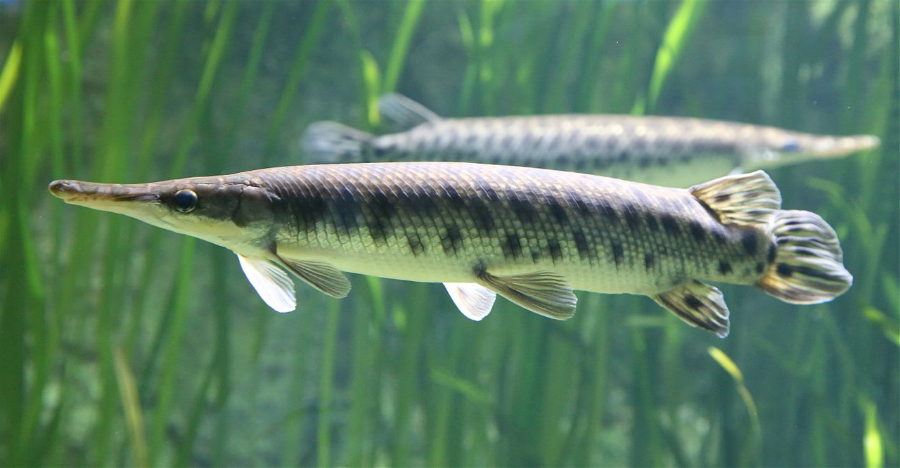 Shortnose gar