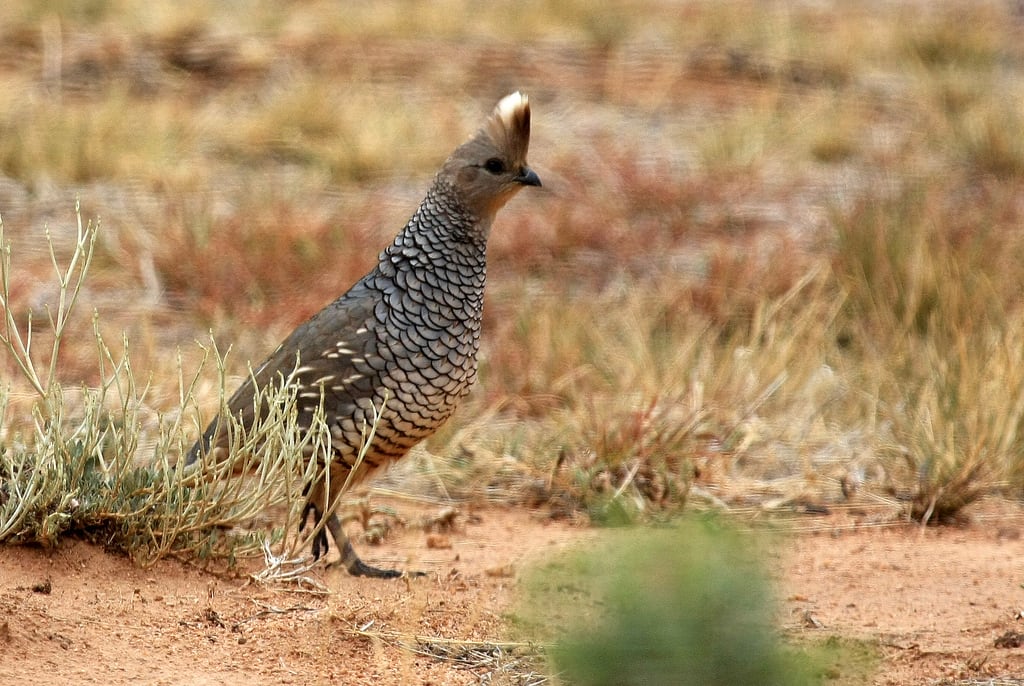 Scaled quail