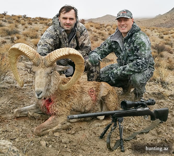 Shiraz mouflon
