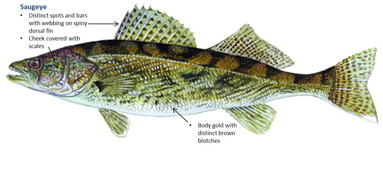 Saugeye