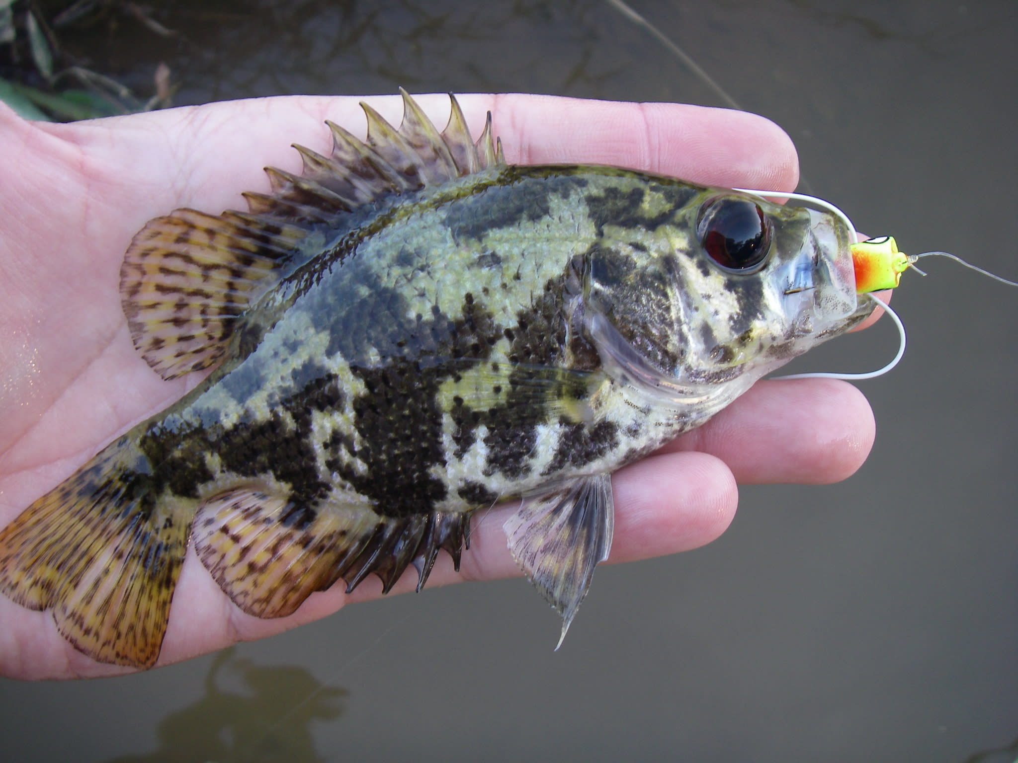 Shadow bass