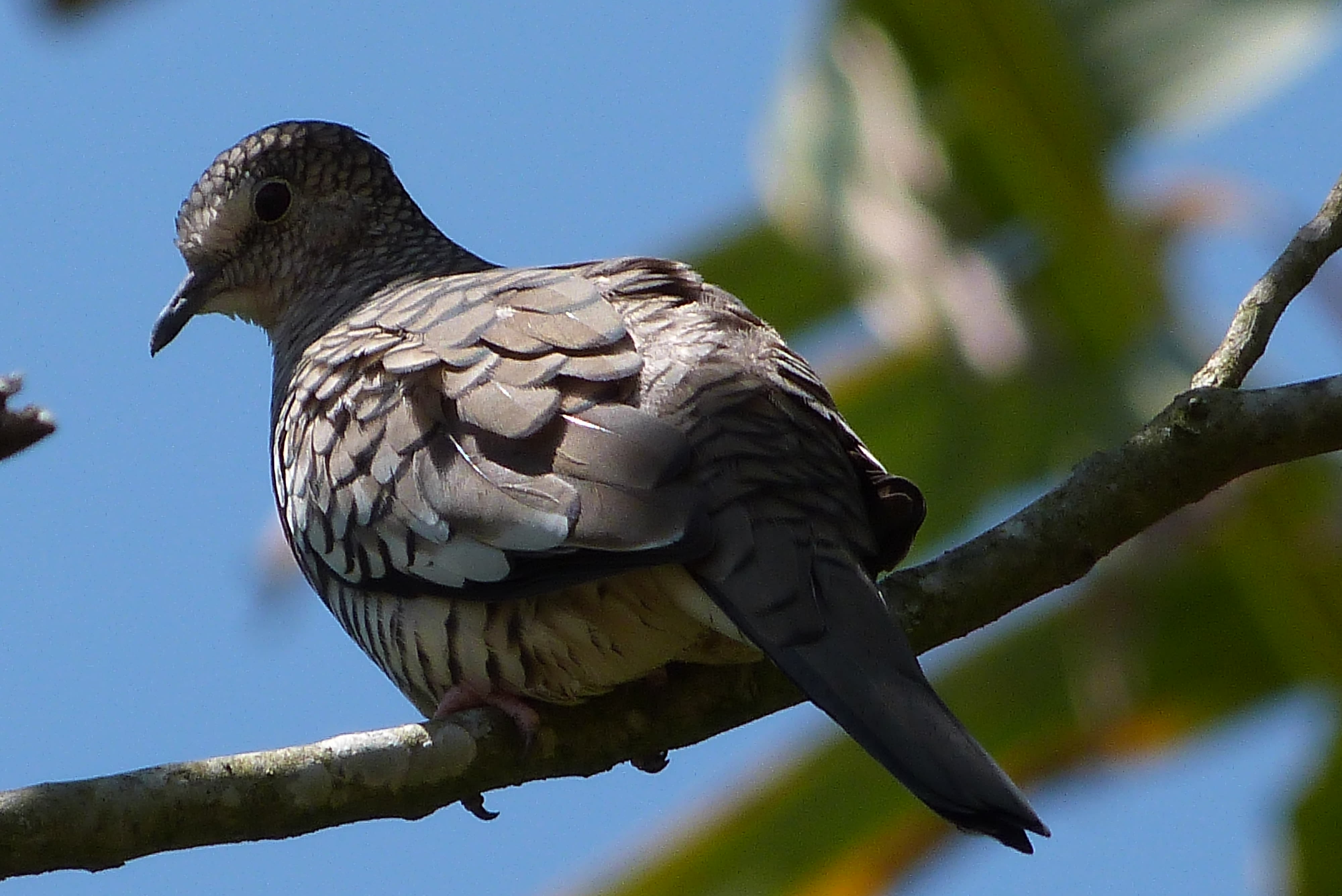 Scaled dove