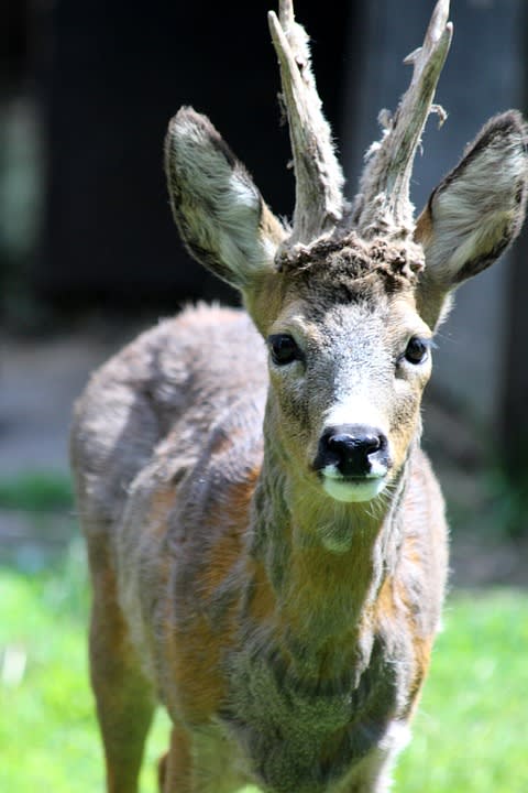 Siberian roe deer
