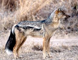 Side-striped jackal