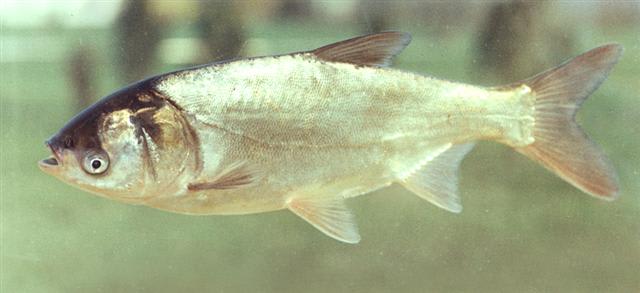 Silver carp