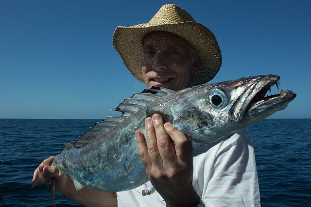 Silver gemfish