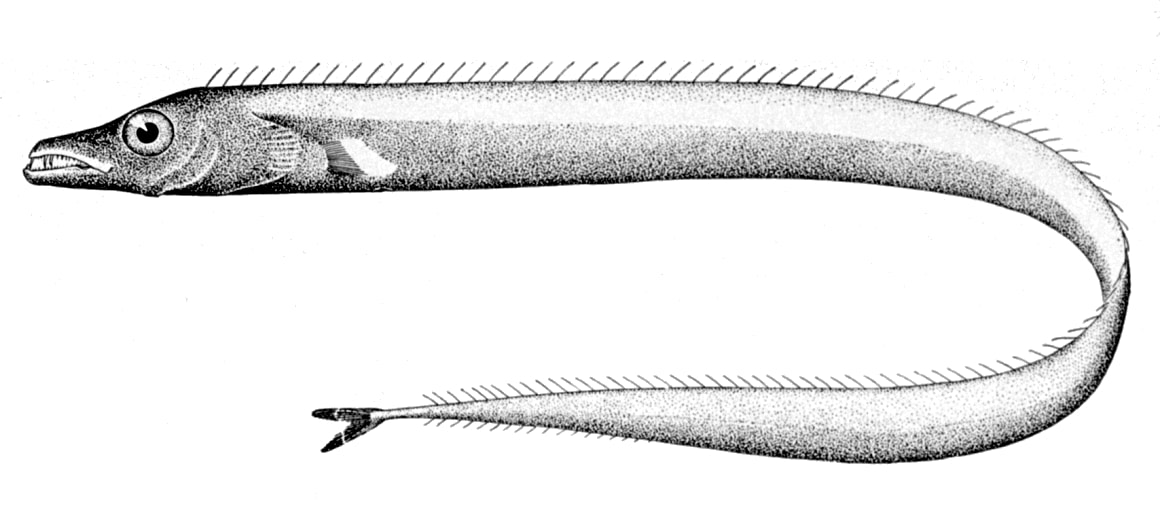 Silver scabbardfish