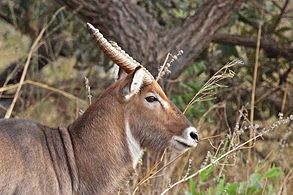 Sing-sing waterbuck