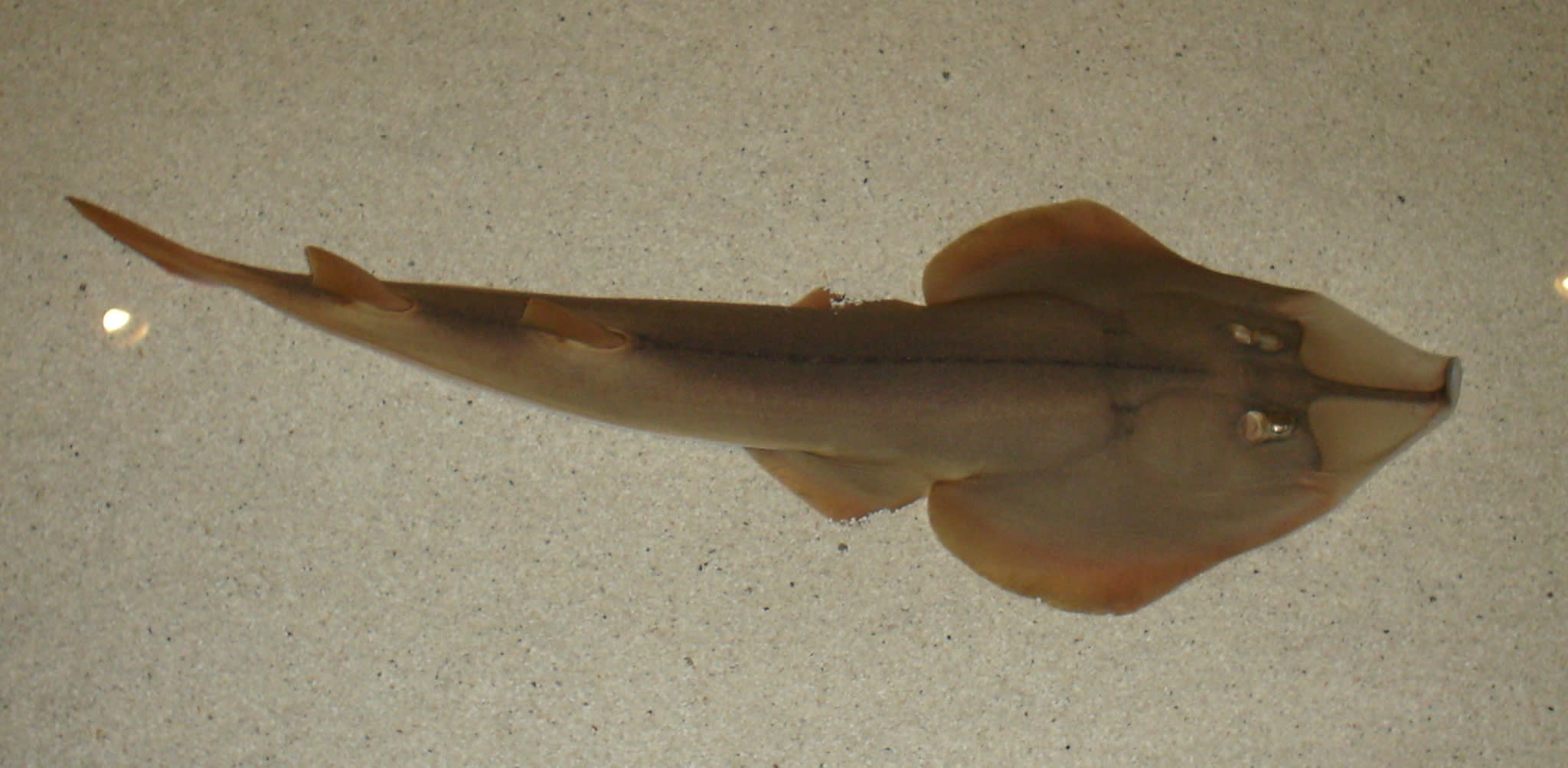 Shovelnose guitarfish