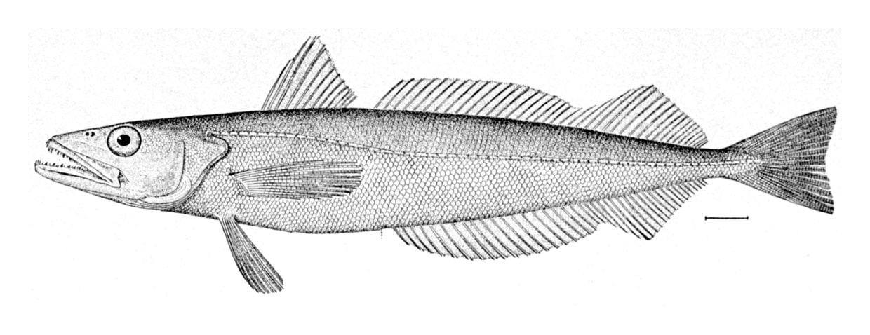 Silver hake