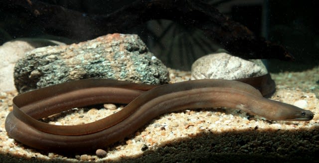 Slender giant moray