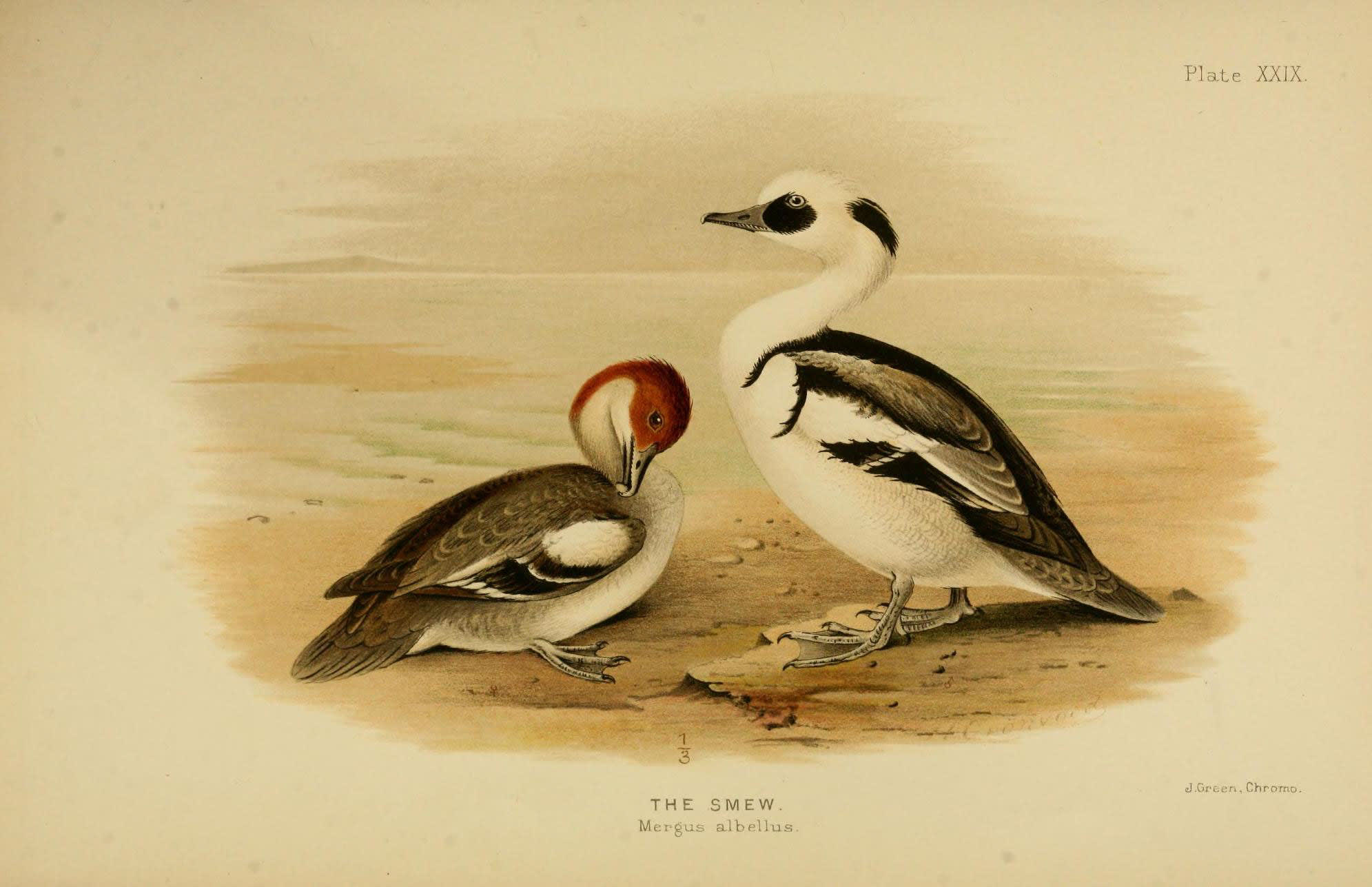 Smew