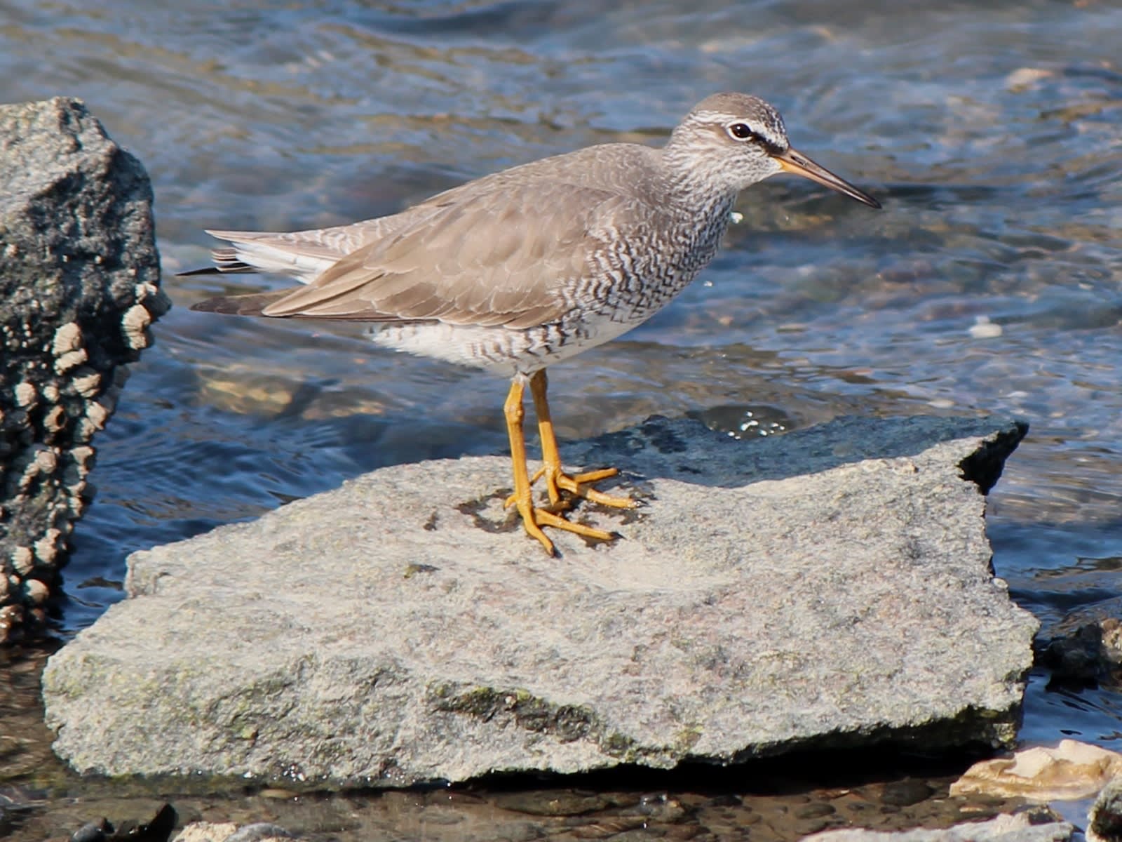 Siberian tattler