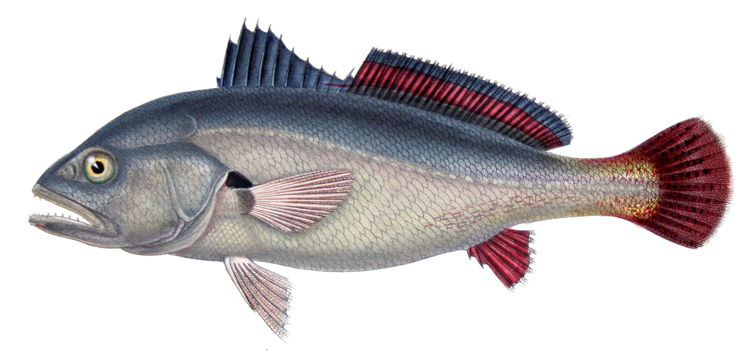 Silver South American croaker