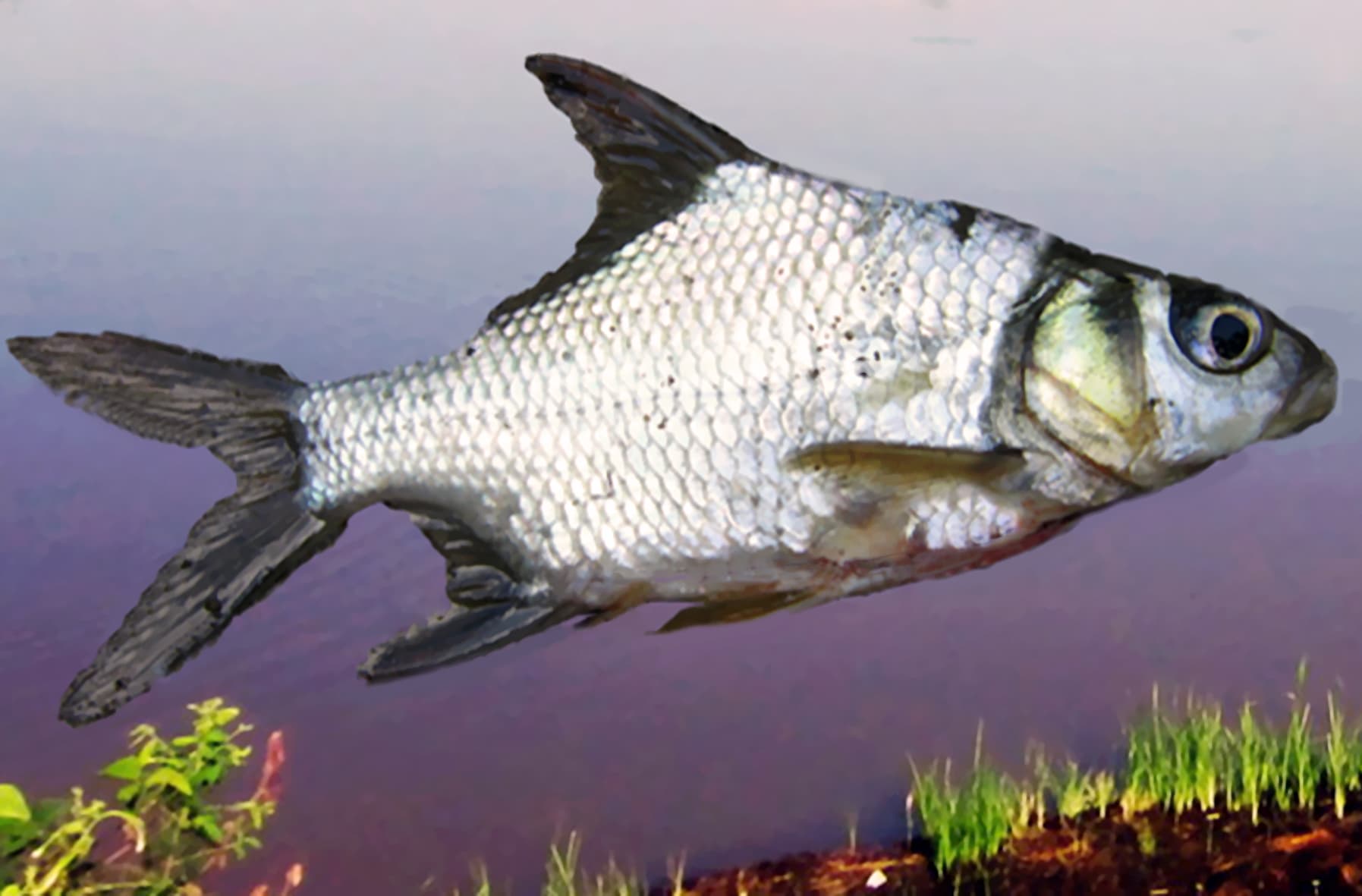 Smith's barb