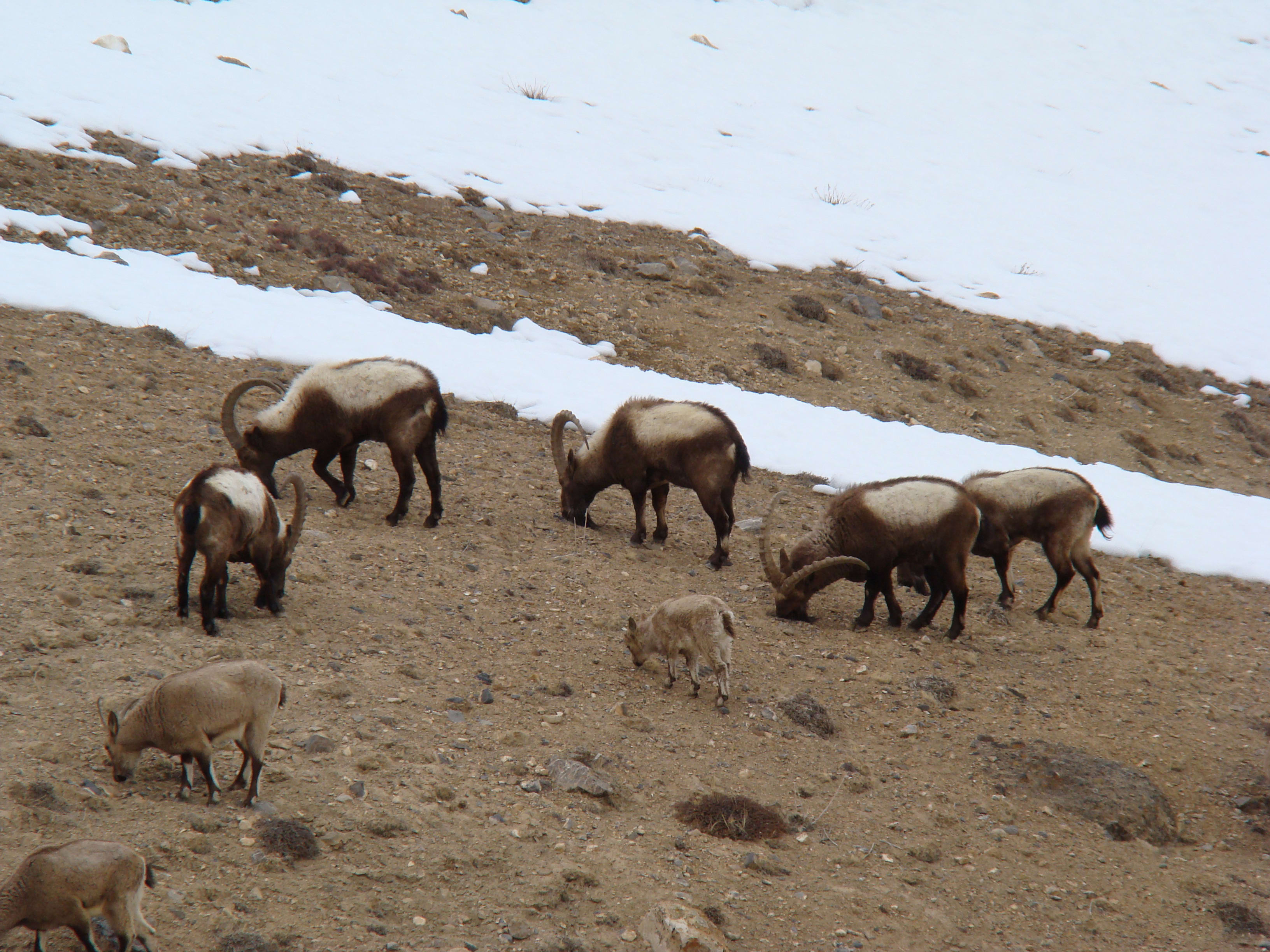 Siberian ibex